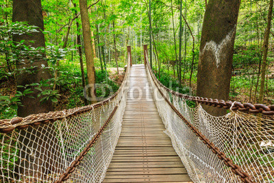 suspension bridge in the quiet forest