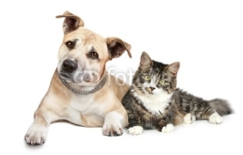 Fototapety Staffordshire terrier puppy and cat