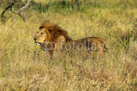 Naklejki Male lion in savannah
