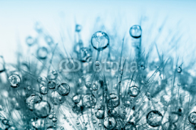 Fototapety Abstract macro photo of plant seeds with water drops.