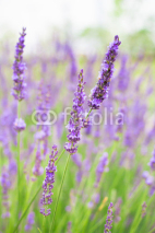 Naklejki Lavender flowers blooming background