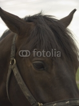 Fototapety sad horse portrait