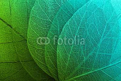 Macro leaves background