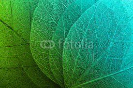 Naklejki Macro leaves background