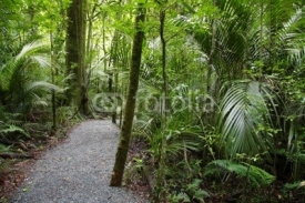 Naklejki Tropical forest