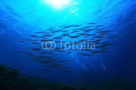 Fototapety jamb of sea fish