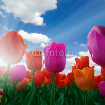 Naklejki Tulip field