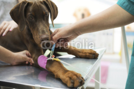 Obrazy i plakaty Beautiful doberman puppy lying on a veterinary table and gets an infusion. Vet holding infusion line attached to dog's leg. Short DOF and selective focus on infusion needle 
