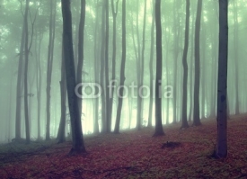 Naklejki fog in a beautiful forest