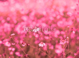 Naklejki White grass flower on pink background