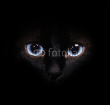 Fototapety Eyes of the siamese cat in the darkness