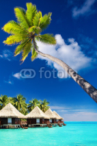 Naklejki Palm tree on Moorea Island hanging over lagoon