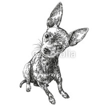 Naklejki dog russian toy terrier hand drawn vector llustration realistic sketch