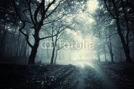 Fototapety path through a dark forest