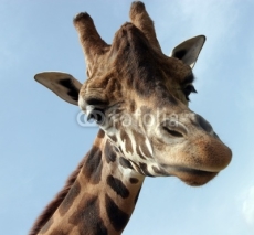 Fototapety giraffa