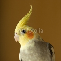 Fototapety portrait of cockatiel