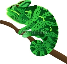 Fototapety a chameleon sits on a branch and tracks down a booty
