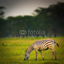 Fototapety zebra on grass
