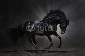 Obrazy i plakaty Black Andalusian stallion gallops