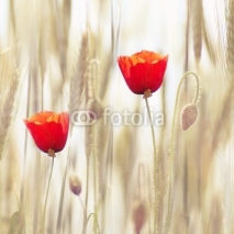 Fototapety Poppies