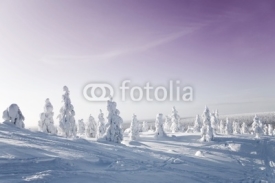 Fototapety Winter