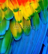 Naklejki Multi-Colored Macaw Feathers