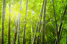 Naklejki bamboo forest with ray of lights