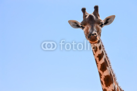 Naklejki Giraffe