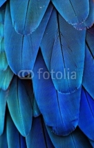 Obrazy i plakaty Macaw Feathers (Blue)