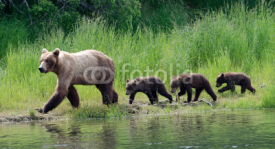 Obrazy i plakaty Female Alaskan brown bear with cubs