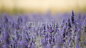Naklejki Lavender flower field. Close up. France.