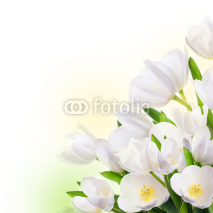 Naklejki White tulips with green grass. Floral background.