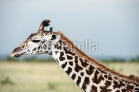 Fototapety giraffe