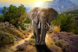 Fototapety Elephant walking on the road at sunset