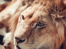 Naklejki close-up portrait of a lion in nature