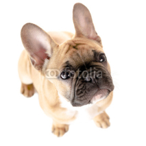 Fototapety Französische Bulldogge vor weiß