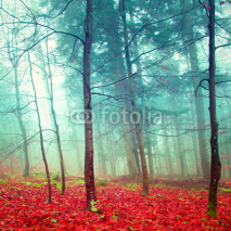 Colorful mystic autumn trees