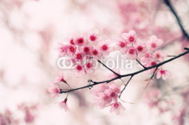 Naklejki sakura cherry blossom flowers