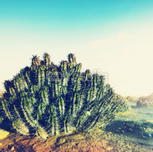 Naklejki Cactus in desert