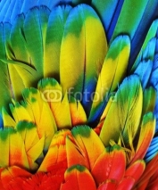 Fototapety Macaw Feathers (Multi-Colored)