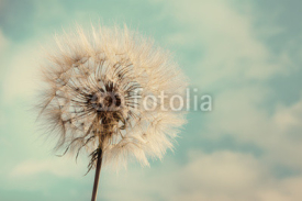 Fototapety Dandelion Isolated on blue cloudscape