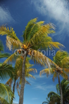Naklejki Coconut palm trees at empty tropical beach of Bahamas