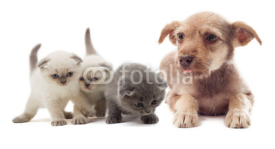 Fototapety puppy and kittens