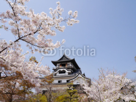 Obrazy i plakaty 犬山城と桜