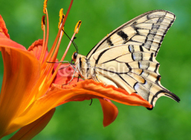 Naklejki close up of butterfly Papilio Machaon sitting on lily