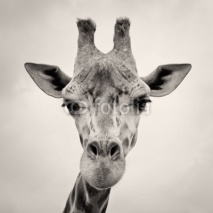 Naklejki vintage sepia toned image of a Giraffes Head