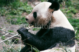 Naklejki Giant panda