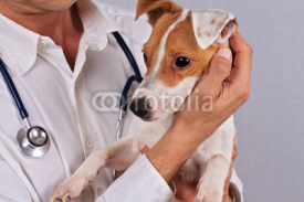 Fototapety Veterinary care. Dog suffering from Ambrosia allergy. Dog eyes infection