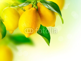 Obrazy i plakaty Lemon. Ripe Lemons Hanging on a Lemon tree. Growing Lemon
