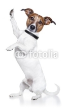 Fototapety dog high five